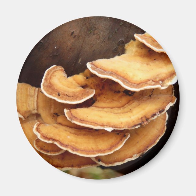 Stereum Hirsutum Mushroom Magnet (Framsidan)
