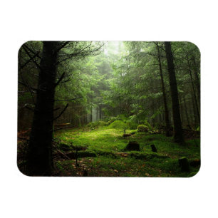Sterious skog magnet