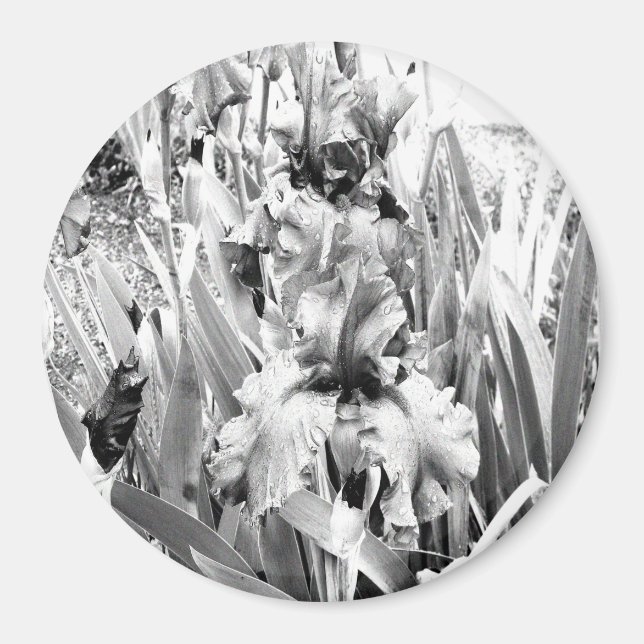 Sterling Irises.... Magnet (Framsidan)