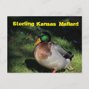 Sterling Kansas Mallard-vykort Vykort