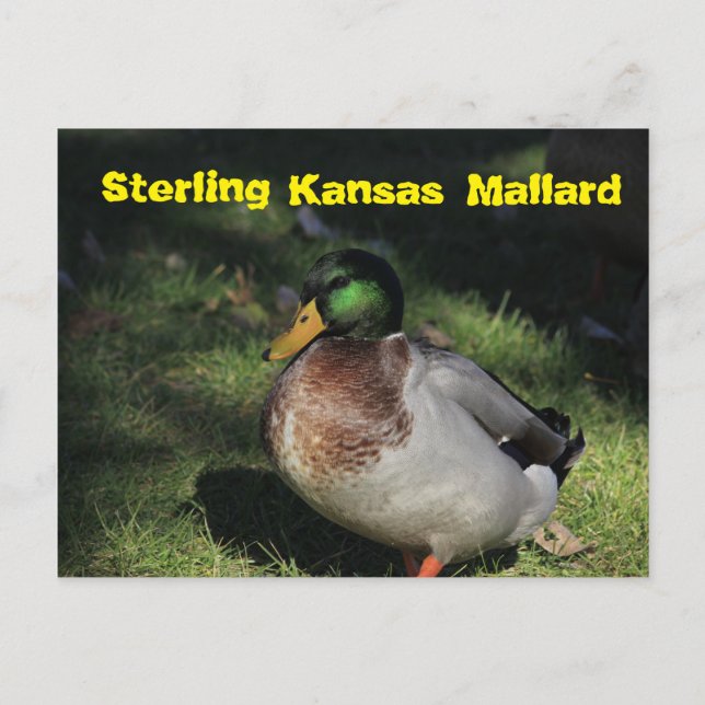 Sterling Kansas Mallard-vykort Vykort (Framsida)