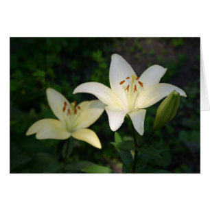 Sterling Star Lilies-kort Hälsningskort