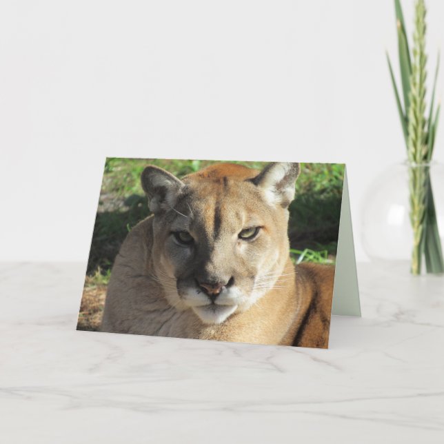 Stern Cougar Greeting Card Helgkort (Framsida)