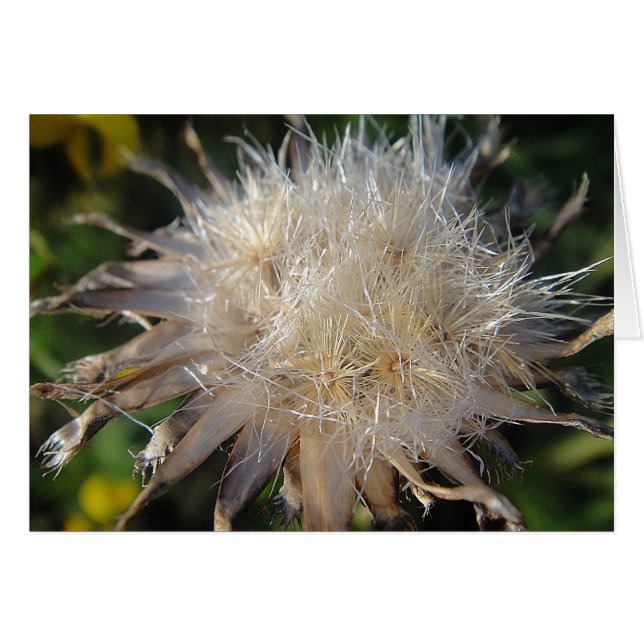 Sternförmige Strohblüte, Grusskarte, filt Hälsningskort (Framsidan Horizontal)