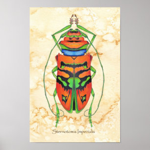 Sternotomis Imperialis Poster