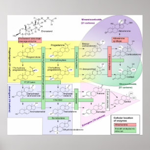 Steroidogenes biologiska kemiska diagram poster