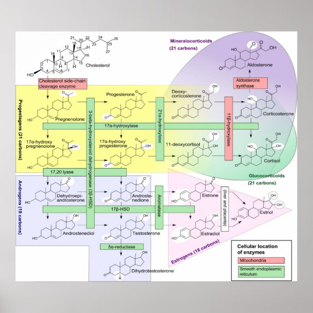 Steroidogenes biologiska kemiska diagram poster (Framsidan)
