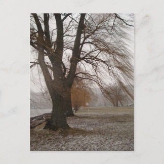 Stewart Park, Cayuga Sjö Vykort