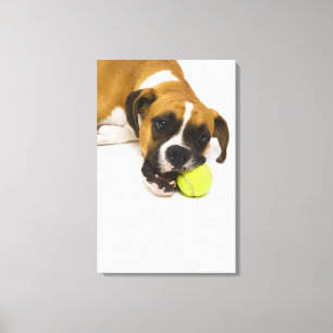 Sticka tennisboll för hund canvastryck