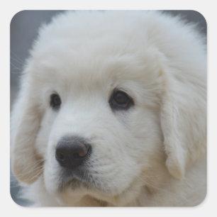 Sticker från den Adsible Poland Tatra Sheepdog Pup Fyrkantigt Klistermärke