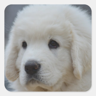 Sticker från den Adsible Poland Tatra Sheepdog Pup Fyrkantigt Klistermärke