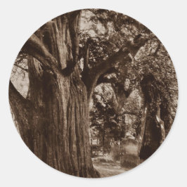 Sticker Genealogy Churchyard Old Yew Träd Stones Runt Klistermärke