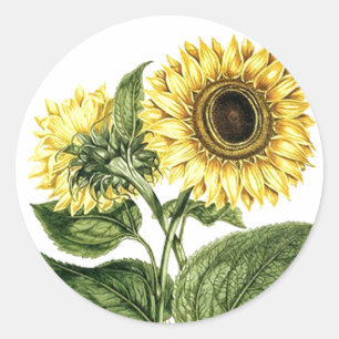 Sticker Heirloom Solros Botaniska Blommigten Flowe Runt Klistermärke