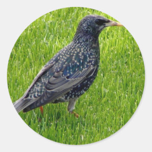 Sticker med liten fågel i gräset runt klistermärke