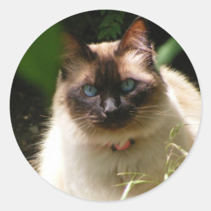 Sticker med vacker katt runt klistermärke
