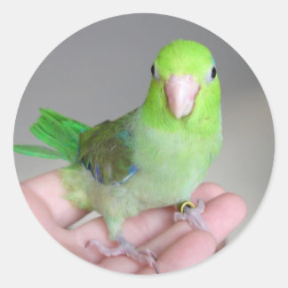 Sticker: Pacific Parrotlet Runt Klistermärke