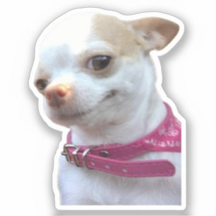 Sticker Söt Chihuahua Hund Meme Klistermärken
