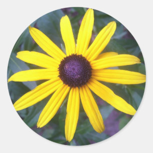 Stickers - Black-Eyed Susan Runt Klistermärke
