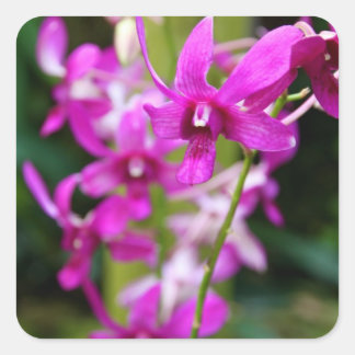 Stickers - Cooktown Orchid Fyrkantigt Klistermärke