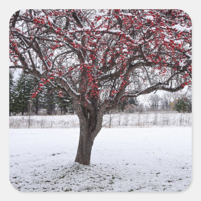 Stickers Fyrkantigt Klistermärke (Framsida)