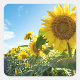 Stickers Fyrkantigt Klistermärke