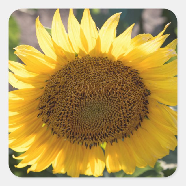 Stickers Fyrkantigt Klistermärke (Framsida)