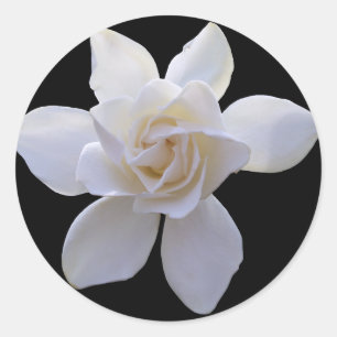 Stickers - Gardenia on Black Runt Klistermärke