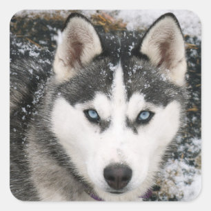 Stickers i kärlek Siberian husky Puppy Hund Hälsni Fyrkantigt Klistermärke