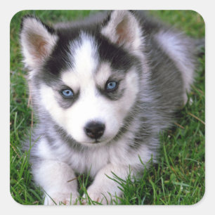 Stickers i kärlek Siberian husky Puppy Hund Hälsni Fyrkantigt Klistermärke