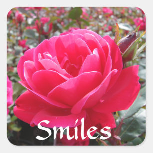 Stickers kärlek och Romantik vid sjömil Rosa ros K Fyrkantigt Klistermärke