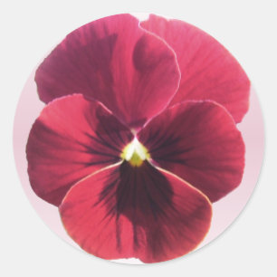 Stickers - Mörk Red Pansy Runt Klistermärke