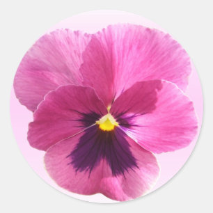 Stickers - Mörk Rosa Pansy Runt Klistermärke