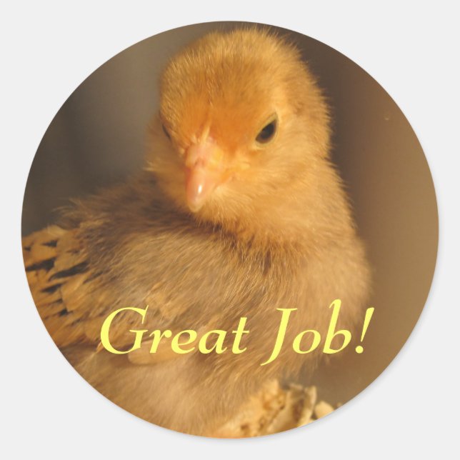 Stickers - Orangens Chick Runt Klistermärke (Framsida)