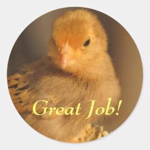 Stickers - Orangens Chick Runt Klistermärke