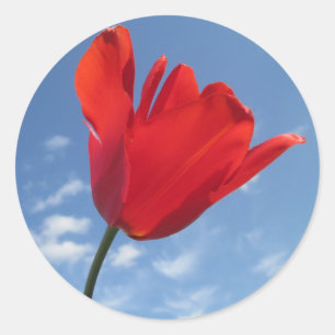Stickers - Red Tulip Blå himmel Runt Klistermärke