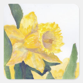 Stickr Gult Daffodil på Nantucket Fyrkantigt Klistermärke