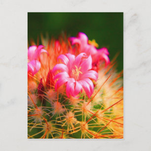 Sticky Beauty Cacti Cactus bloms Vykort