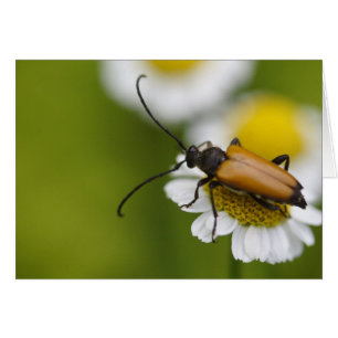 Stictoleptura rubra hälsningskort