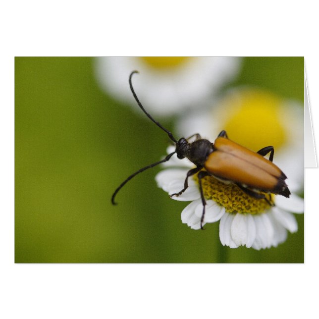 Stictoleptura rubra hälsningskort (Framsidan Horizontal)