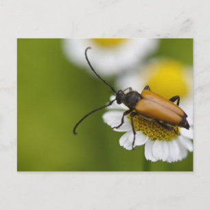 Stictoleptura rubra vykort