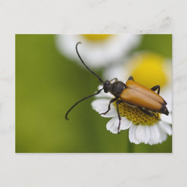 Stictoleptura rubra vykort (Framsida)