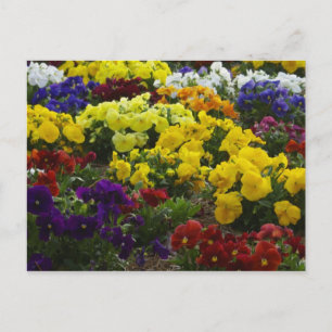 Stiefmütterchen auf Postkarte Vykort