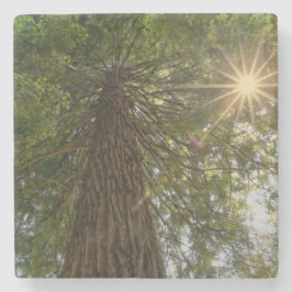 STIGA UPP inspirationsfoto från Träd till Himlar Stenunderlägg