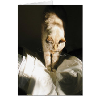 Stiga upp och Shine OBS Kort