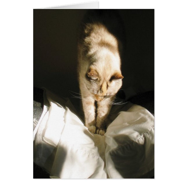 Stiga upp och Shine OBS Kort (Framsidan)