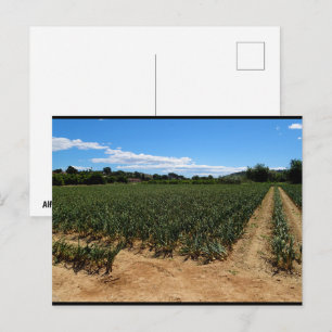 Stigen genom lökfältet vykort