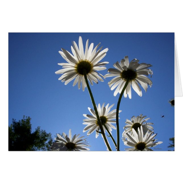 Stigning daisy hälsningskort (Framsidan Horizontal)
