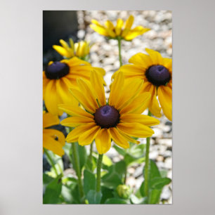 "Stigning Rudbeckia ", Poster