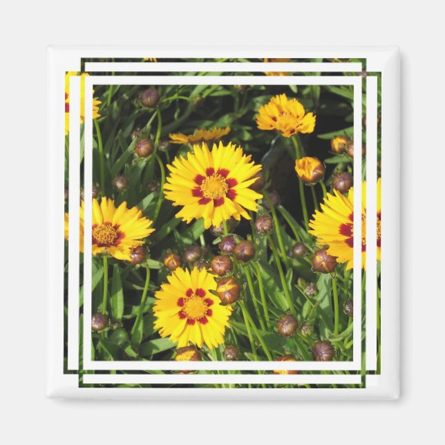 Stigning Sol Coreopsis Square Magnet (Framsidan)