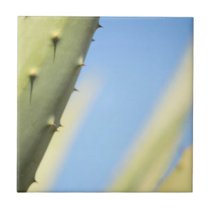 Stilfull Grön Aloe Blå Himmel Espresso Kakelplatta